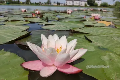 Картина К. Моне Водяные лилии (95х75см.), Москва