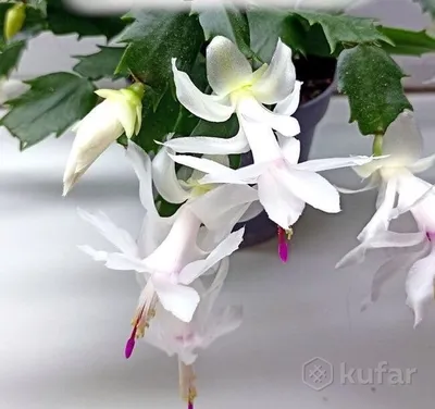 Шлюмбергера WHITE BELL variegata - ЦВЕТОМАГИЯ
