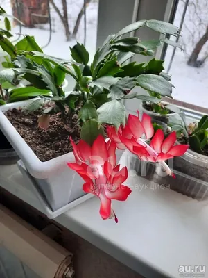 Белый декабрист уже зацвел | Instagram
