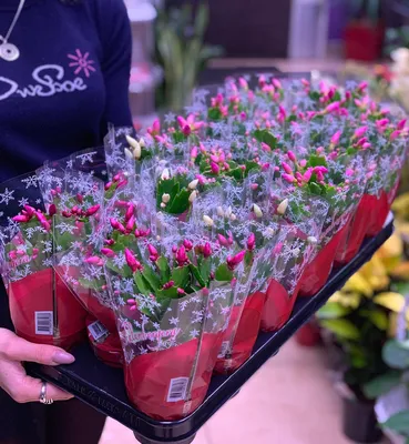 Рождество Кактус Schlumbergera — стоковые фотографии и другие картинки  Декабрист - растение - Декабрист - растение, Флора, Зима - iStock