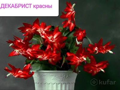 определено - Декабрист? (рипсалидопсис)