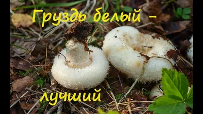 Груздь, белый груздь. #mushrooms@beginenglish_ru | Begin English.  Английский язык для всех | ВКонтакте