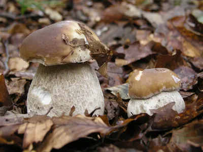 Белый гриб берёзовый - Boletus betulicola - Грибы Уломы Железной