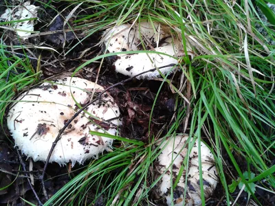 Белый гриб настоящий (Boletus edulis) – Грибы Сибири [Вложение: 27826]