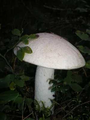Мицелий грибов Белый гриб Сосновый по цене 125 ₽/шт. купить в Сургуте в  интернет-магазине Леруа Мерлен