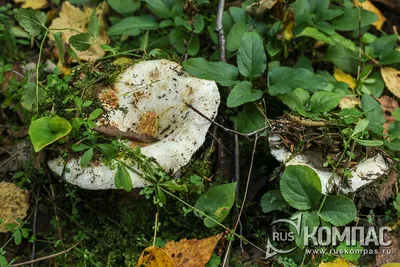Мицелий грибов Белый гриб, 60 мл (5454238) - Купить по цене от 107.00 руб.  | Интернет магазин SIMA-LAND.RU