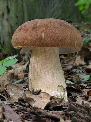 Файл:Белый гриб березовый.jpg — Википедия