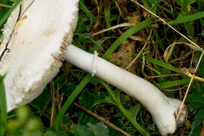 Белый груздь выглядывает из травы. Фотография. Альбом: Осенние грибы /  РусКомпас