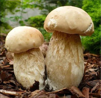Мицелий грибов белый гриб Березовый по цене 150 ₽/шт. купить в Москве в  интернет-магазине Леруа Мерлен
