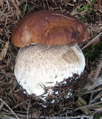 Длинный гриб белого цвета (51 фото) - 51 фото