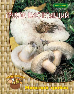 Белый гриб размером с ведро нашли в парке Сосновка | Телеканал  Санкт-Петербург