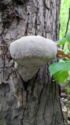 Белые грибы - фото, описание, рецепты, свойства | Грибы, Белый гриб, Дикие  грибы
