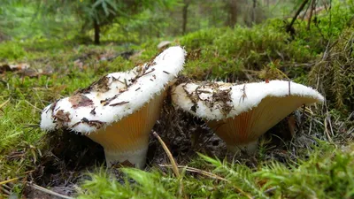 Популярные съедобные грибы | Белый гриб, Грибы, Дикие грибы