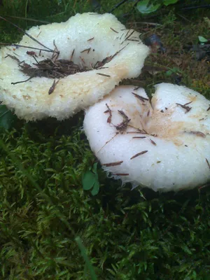 11 августа - День белого гриба