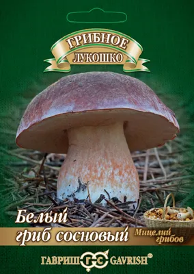Белый гриб (Boletus edulis). Выборгский р-н, ЛО, 03.09.2023г. . . .  #mushrooms #гриб #грибы #fungi #спб #spb #лес #forest #природа #nature… |  Instagram