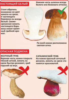 Семена Мицелий грибов (сосны), белый гриб, лисички, масленок - купить по  выгодным ценам в интернет-магазине OZOZN (263076232)