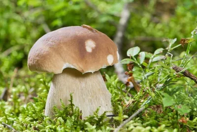 Полубелый гриб — Википедия