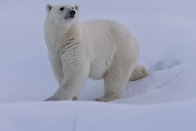 Красивый белый медведь на фото