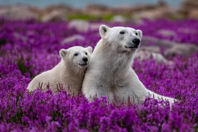 Невероятные фотографии белого медведя в хорошем качестве