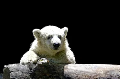 Фото белого медведя: идеальные картинки для фона