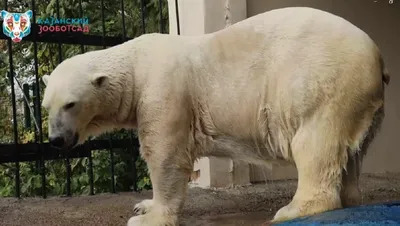 Белый медведь: изображения, которые захватывают дух