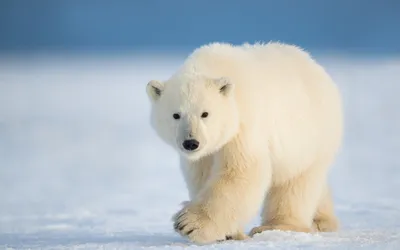 Белый медведь: прекрасный фон для вашего экрана