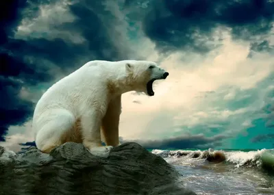 Белый медведь: животное года