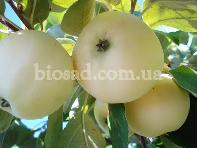 European Delicatessen - Ginger Gold Apples/ Яблоки - Белый налив | Facebook