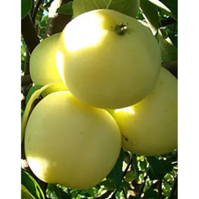 Яблоня «Белый налив» | ГОЛУБИКА питомник растений
