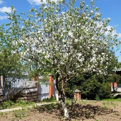 Яблоки белый налив – купить в Красноярске, цена 500 руб., продано 23  августа 2020 – Продукты питания