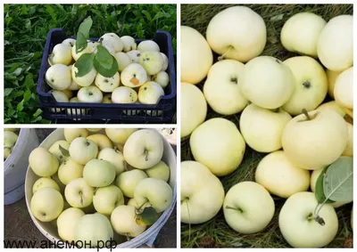 Купить яблоки Белый налив, цены в Москве на Мегамаркет | Артикул:  100045571762