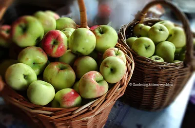 Яблоки Белый Налив купить с доставкой на дом по цене 155 рублей в  интернет-магазине