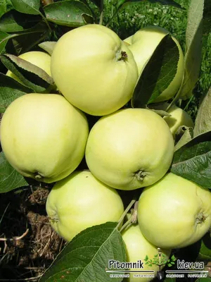 Яблоня Белый налив – купить саженцы яблони в питомнике в Москве