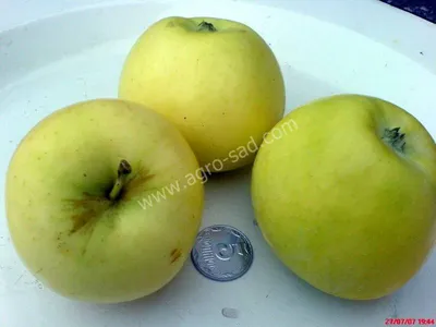 Яблоки Белый налив 1кг купить за 299 руб. с доставкой на дом в  интернет-магазине «Palladi» в Южно-Сахалинске
