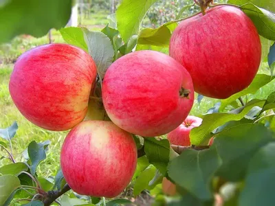 Яблоки Белый налив – Фрукты – купить с доставкой по Москве в  интернет-магазине ВИТАМИНЫ