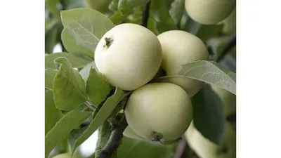 Яблоки Белый Налив кг / Просмотр товара / Вкустер