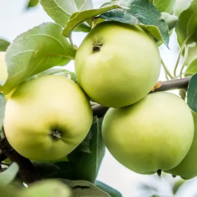 Яблоки белый налив — купить в Красноярске. Овощи, фрукты, зелень на  интернет-аукционе Au.ru