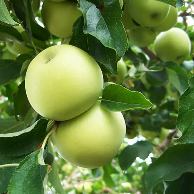 Повидло из яблок Белый налив: как приготовить вкусное варенье на зиму –  рецепт консервации | FoodOboz