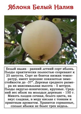Крупномер яблони Белый налив - купить оптом и розницу по низкой цене с  доставкой по Москве и области!
