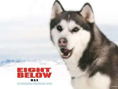 Скачать обои Пол Уокер, Paul Walker, Eight Below, Белый плен, Jerry  Shepard, раздел фильмы в разрешении 640x960