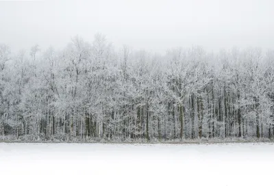 Очарование белого снега на фото