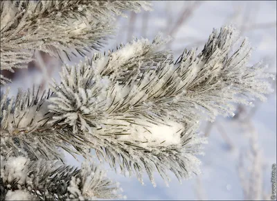 Белый снег как фон для вашего экрана