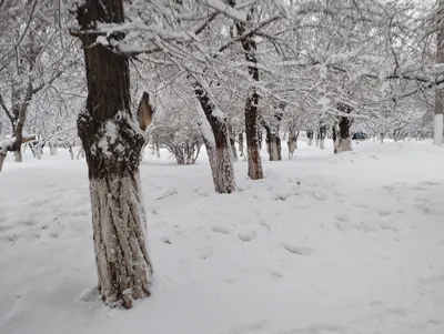 Фотографические шедевры снегопада