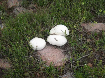 Белый степной гриб фото фотографии