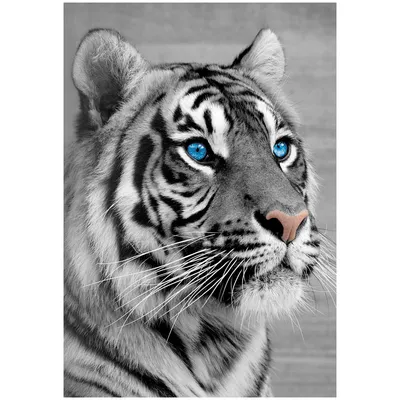 белый бенгальский тигр Amur Tiger Albino Bengal Tiger Albino. белый тигр на  скале. Стоковое Изображение - изображение насчитывающей природа, опасно:  229996747