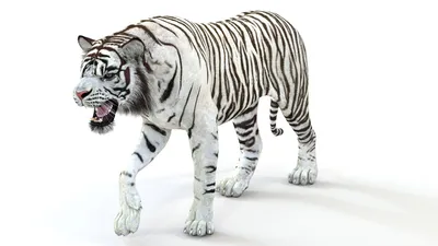 Фигурка MOJO Animal Planet Белый тигр 387013 купить по цене 1099 ₽ в  интернет-магазине Детский мир