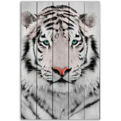 Белый Тигр (Panthera Tigris), Бенгальский Тигр, Лев Panthera В Сингапурском  Зоопарке. Фотография, картинки, изображения и сток-фотография без роялти.  Image 75615119