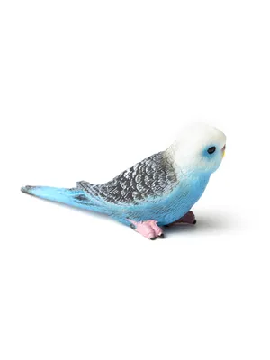 Белый волнистый попугай с бирюзовым …» — создано в Шедевруме