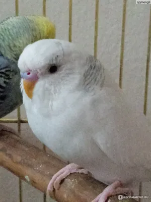 Белый волнистый попугайчик стоковое изображение. изображение насчитывающей  красивейшее - 67798289
