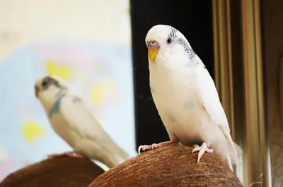 От чего зависит цвет волнистых попугаев | Птица дома | Дзен